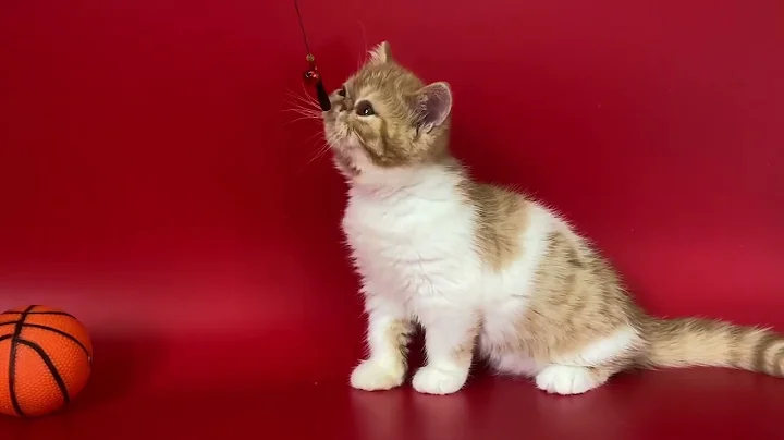 Video 3935181: exotic shorthair cattery, exotic shorthair red white, white exotic shorthair female