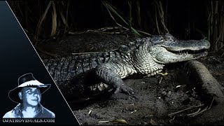 Alligator Mother Protecting Hatchlings 03