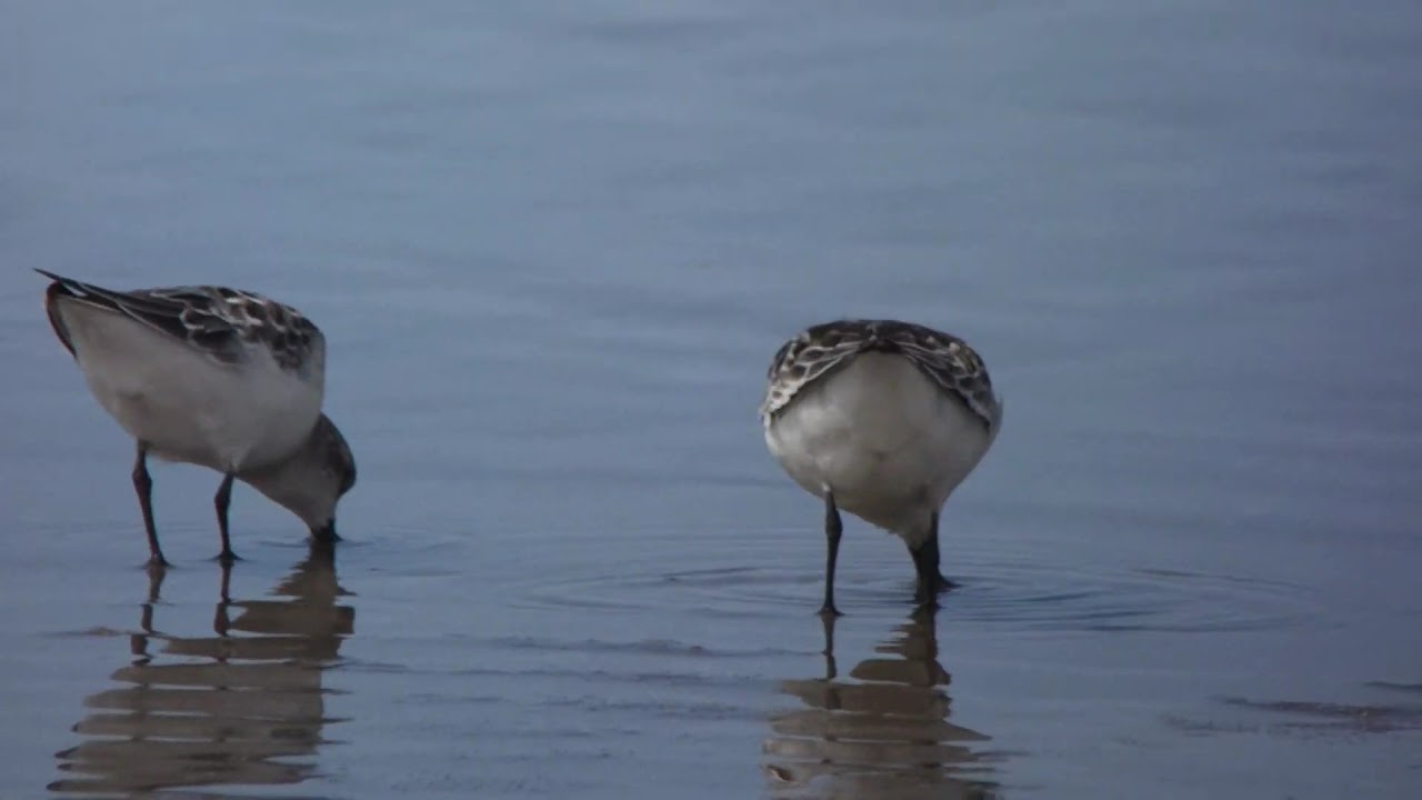 ヘラシギの採食シーン Feeding Behavior Of Spoon Billed Sandpiper On Sandy Beach In Japan Youtube