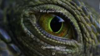 Survival on the Brink - Wildlife Documentary on the Cayos Cochinos, Honduras.