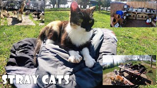 Feeding stray cats in Istanbul for a day enriches your soul. by Adorable Paws 6,307 views 12 hours ago 23 minutes