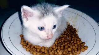 Reaksi Kitten Usia 1 bulan Pertama Kali Makan DryFood | Apakah Giginya sudah Kuat