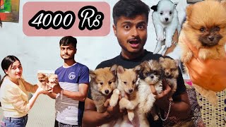 Toy Pom vs Culture Pom vs Spitz • Difference Between High Quality n Low Quality Explained by Deva |