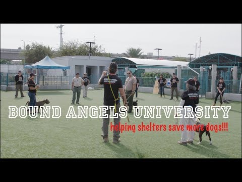 bound-angels-university-is...-=-saving-shelter-dogs-through-dog-training