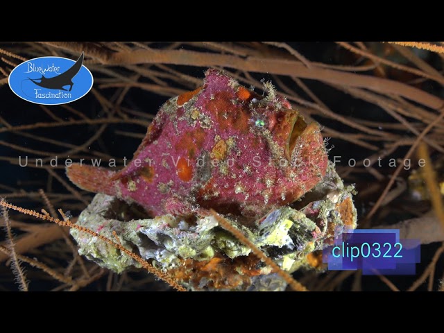 0322_multi colored Frogfish. 4K Underwater Royalty Free Stock Footage