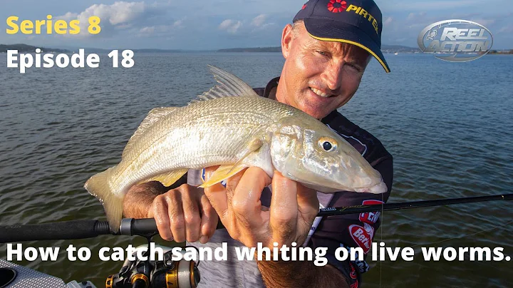 How to catch sand whiting on live worms.