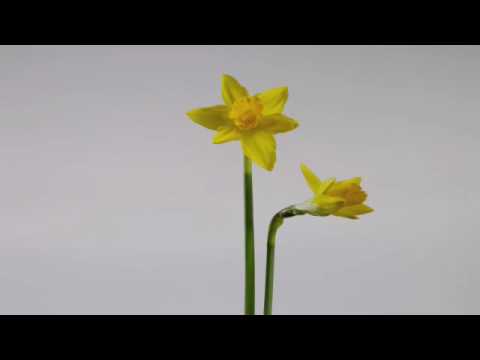 Daffodil flowers opening with rotate time lapse