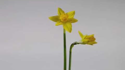 Daffodil flowers opening with rotate time lapse