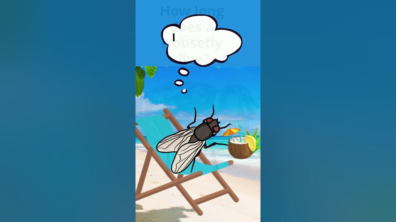 how-long-does-a-fly-live-shorts-youtube
