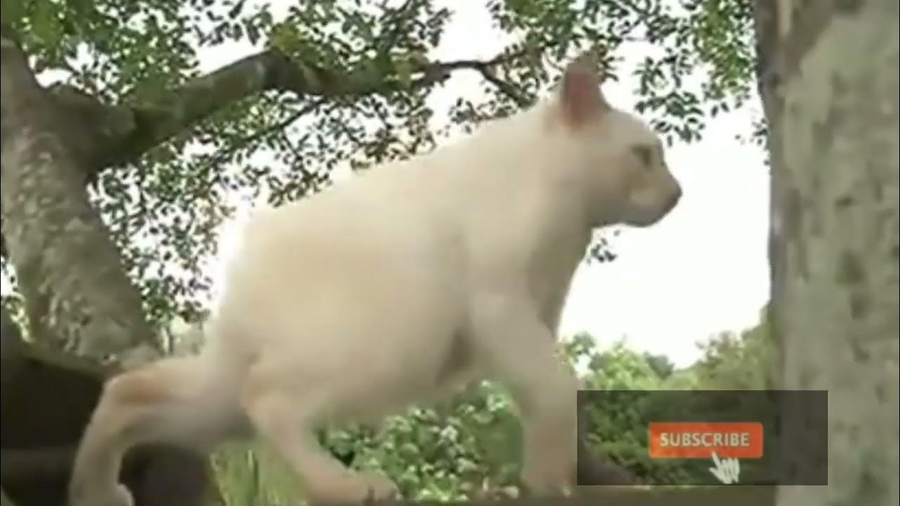 crossbreed of cat and rabbit shorts YouTube