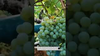 Precision Grape Harvesting with Hand Pruners for Premium Vineyard Quality #GrapeHarvest #Farm #asmr