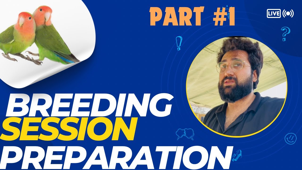 LOVEBIRDS BREEDING SESSION PREPARATION START || SUB BIRDS PR SCATT ...