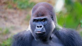 monkey sound-Sonido de mono-gorilla sound-animals sound-صوت القرد-صوت الغوريلا-اصوات الحيوانات-