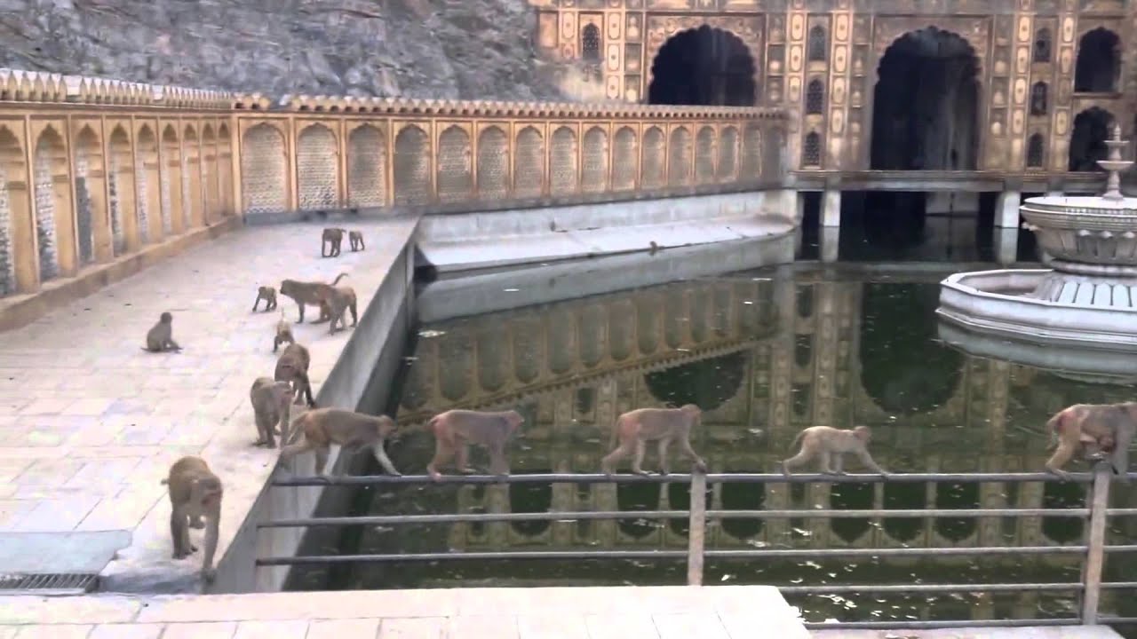 Monkey Temple in Jaipur, India