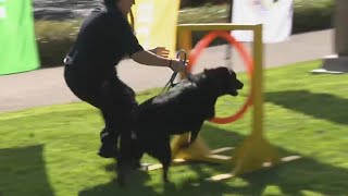 Adoption event to feature shelter dogs in Olympic-style games