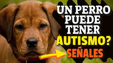 ¿Sienten los perros el autismo?