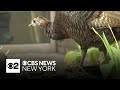 Wild turkey spotted roaming NYC streets in Midtown