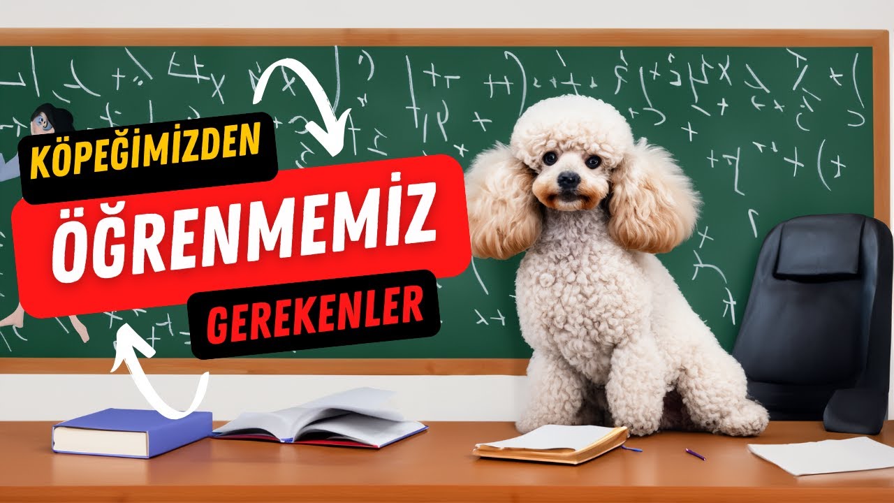 Köpeklerimizden Öğrenmemiz Gerekenler: Anda Kalmak ve Daha Fazlası - Köpek Eğitimi Videoları