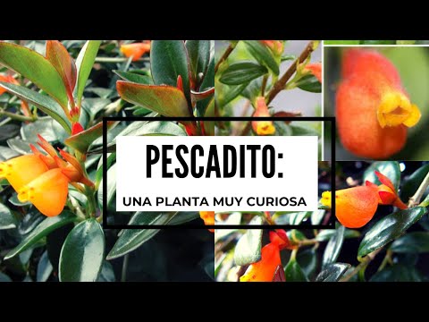 Video: Cuidado de las plantas Goldfish: cultivo y cuidado de las plantas Goldfish