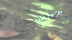 Peces De Agua Dulce De Puerto Rico Youtube