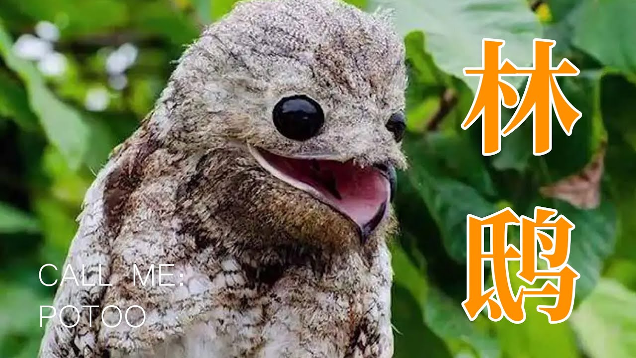 我是傻鸟,呜呜呜呜……#animals #搞笑 #沙雕 #动物 - YouTube