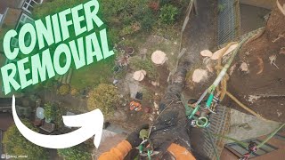 SRT UK Conifer Arborist Removal