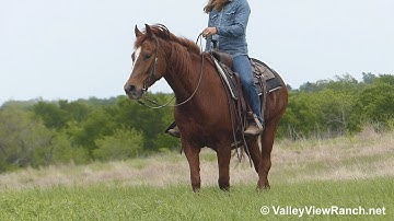 Master Spoon - trail riding! - ValleyViewRanch.net