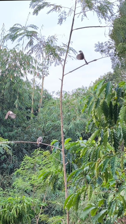 Suara pikat kutilang ini gacor kayak kesurupan #burung #kicaumania