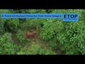 Elephant Detection through Drone Imagery   1