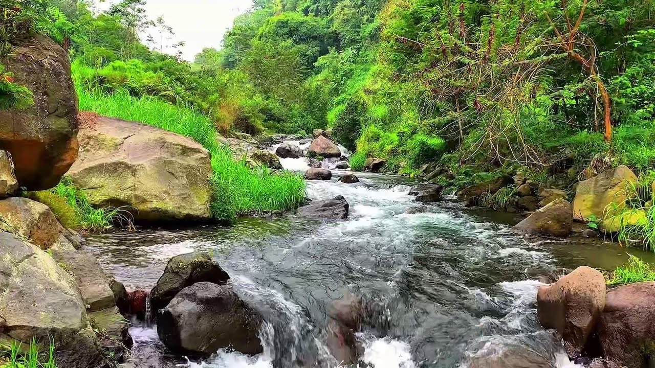 Forest River Water Sounds | Pure Nature Ambience for Relaxation, No AI