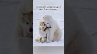 27 февраля. Международный день Белого медведя.