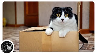 Вот Почему Кошки Так Любят Сидеть в Коробках by Необыкновенная Вселенная 1,807 views 2 years ago 4 minutes, 1 second