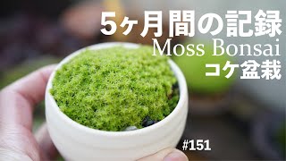 How to grow moss bonsai on the balcony and a record of 5 months