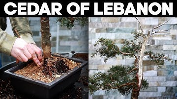 How To Repot Cedar Of Lebanon Bonsai