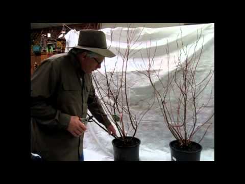 Pruning blueberries