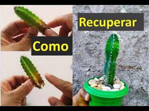 Vídeo: O Que Faz Um Cacto Apodrecer