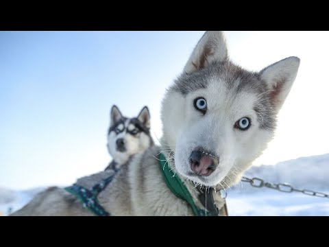 Видео для тех, кто Хочет Завести Хаски  Собаки Хаски| Приколы с Animal funni| Приколы с животными