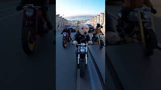Dog Riders: The Fast & the Fur-ious #funny #ai#dog  #aishorts #comedy #foryou #aivideo #humor