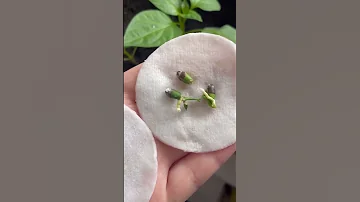 🍋Как вырастить лимон из косточки. Самый быстрый способ #shorts #green #лимон #комнатныерастения