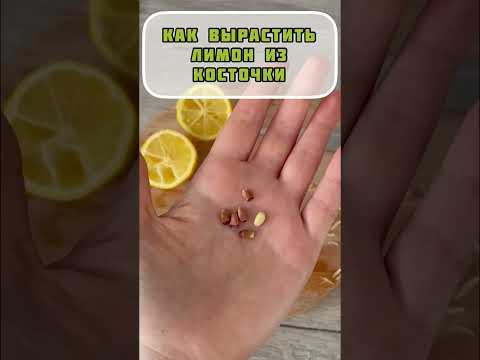 Видео: Что такое кустовой лимон - Как вырастить кустовый лимон