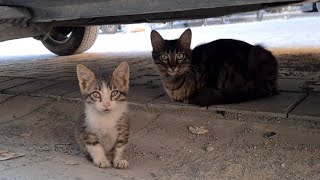 Angry Mother Cat who won't let me touch her Kittens seems calm today.