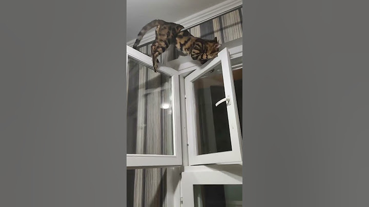 Funny Cat Gets Stuck in Window!
