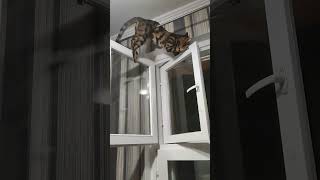 Funny Cat Gets Stuck in Window!