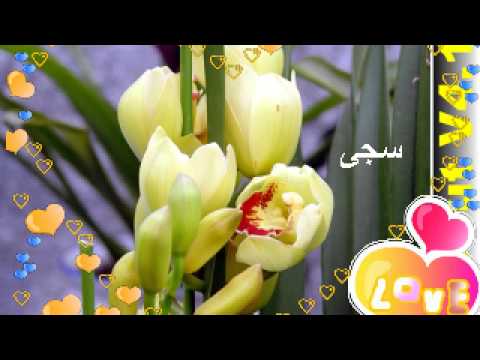 أحمد شاويش عادي جدا