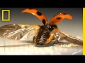Firstever look at the intricate way ladybugs fold their wings  national geographic