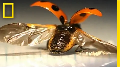 First-Ever Look at the Intricate Way Ladybugs Fold Their Wings | National Geographic - DayDayNews