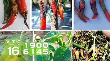 Cây ớt bị thối rễ, thối gốc: Nguyên nhân và cách chữa | VTC16