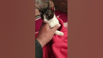 When she wake up #cat #shortvideo #youtubeshorts