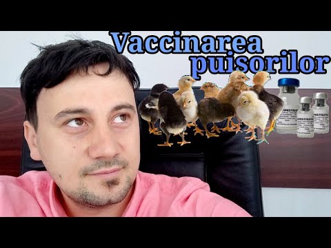 Cum se fac primele vaccinuri la pui - virusul Newcastle, tulpina La Sota