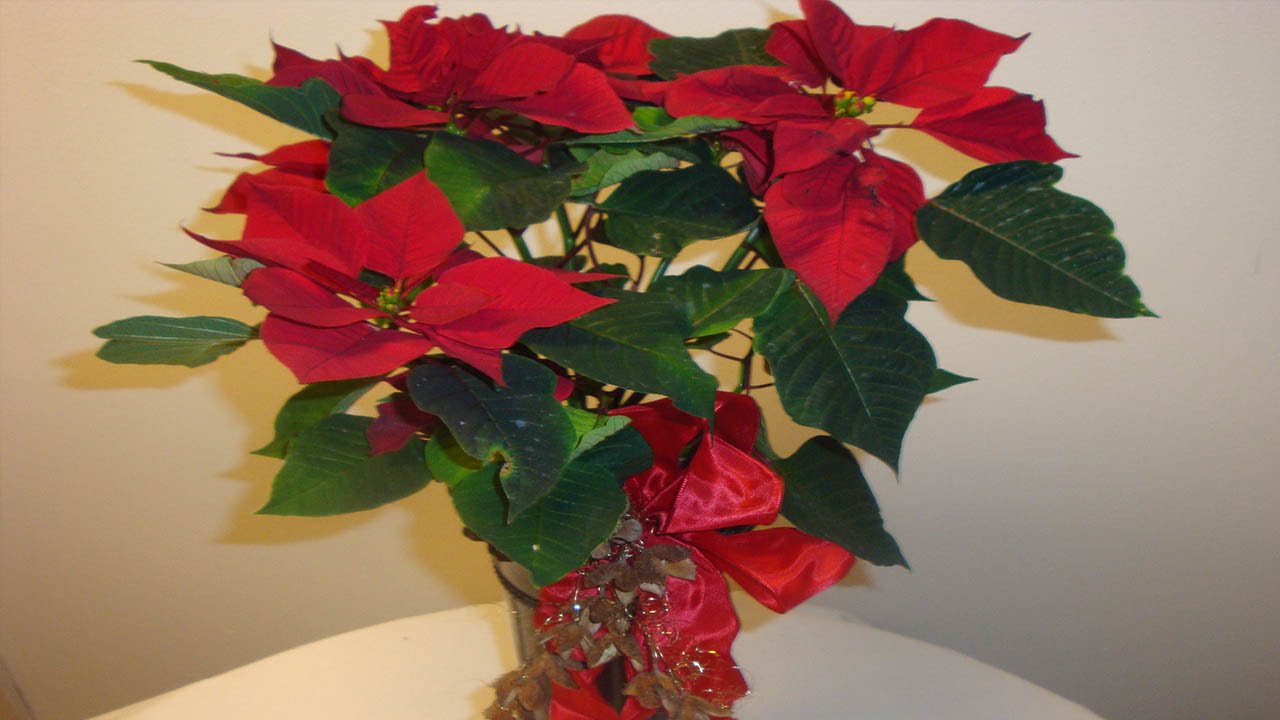 Deko Ideen fr Weihnachten : Dekoration mit einem Weihnachtsstern
